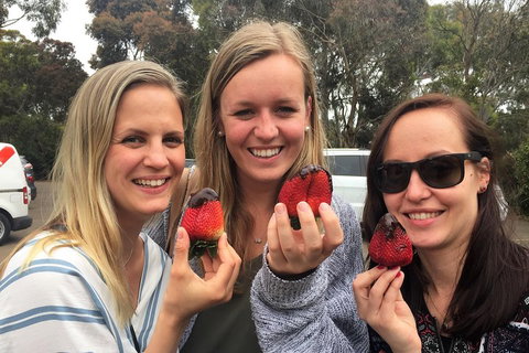 Mornington Peninsula Farm Produce Wine And Cider Tour - Accommodation Cairns 4