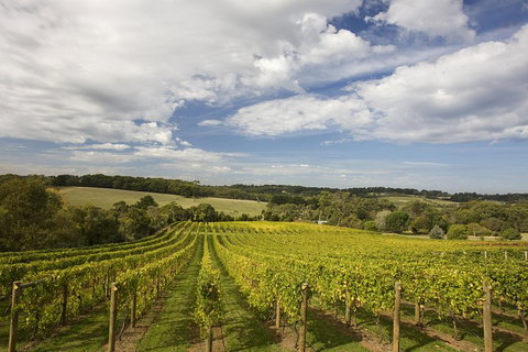 Mornington Peninsula Farm Produce Wine And Cider Tour - Accommodation Cairns 5