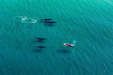 25-30 Minute Newcastle & Macquarie Helicopter Shared Flight - Accommodation Cairns 4