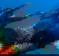 Scuba Dive the S.S. Yongala Wreck on the Great Barrier Reef. - Accommodation Cairns